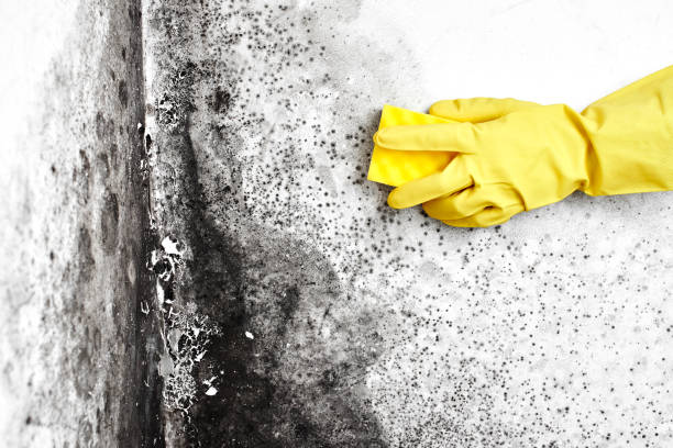 Best Basement Mold Remediation in Sandston, VA