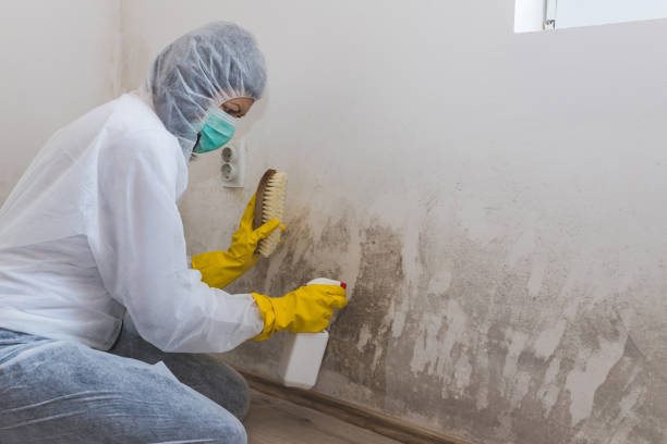Best Residential Mold Remediation in Sandston, VA