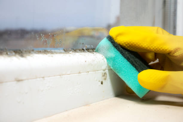 Best Mold Testing and Inspection Services in Sandston, VA